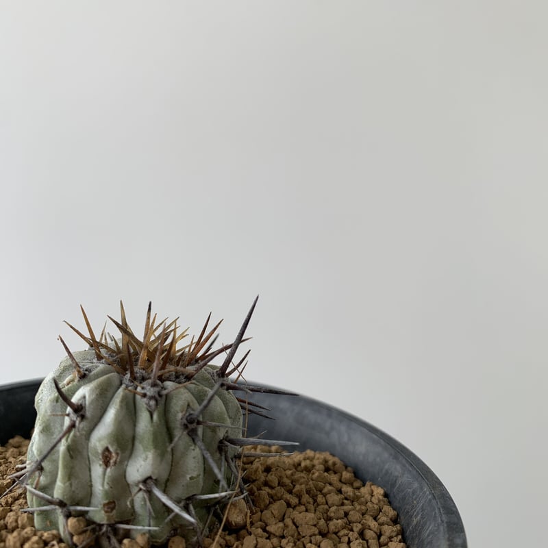 現地球】Copiapoa cinerea var.columna-alba【孤竜丸】 | 青...