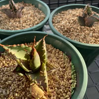 新着】Agave titanota 雷雪【N PLANTS産の極上苗】アガベ