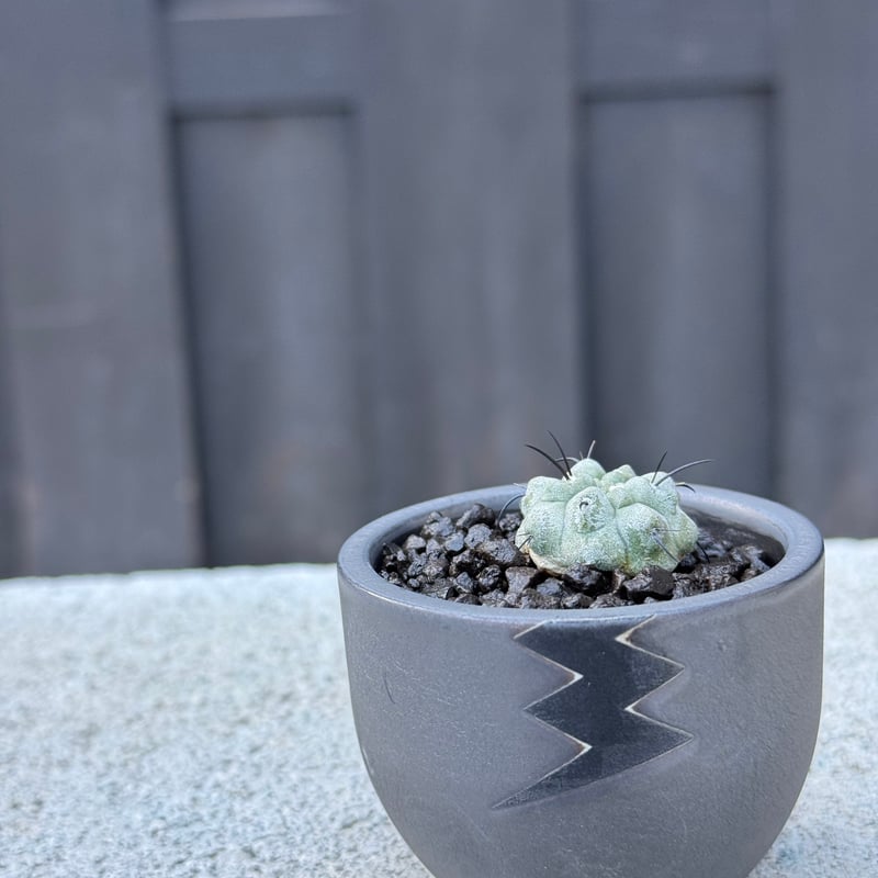 新着】Copiapoa dealbata × VALIEM BABY【俺の黒士冠】コピアポア