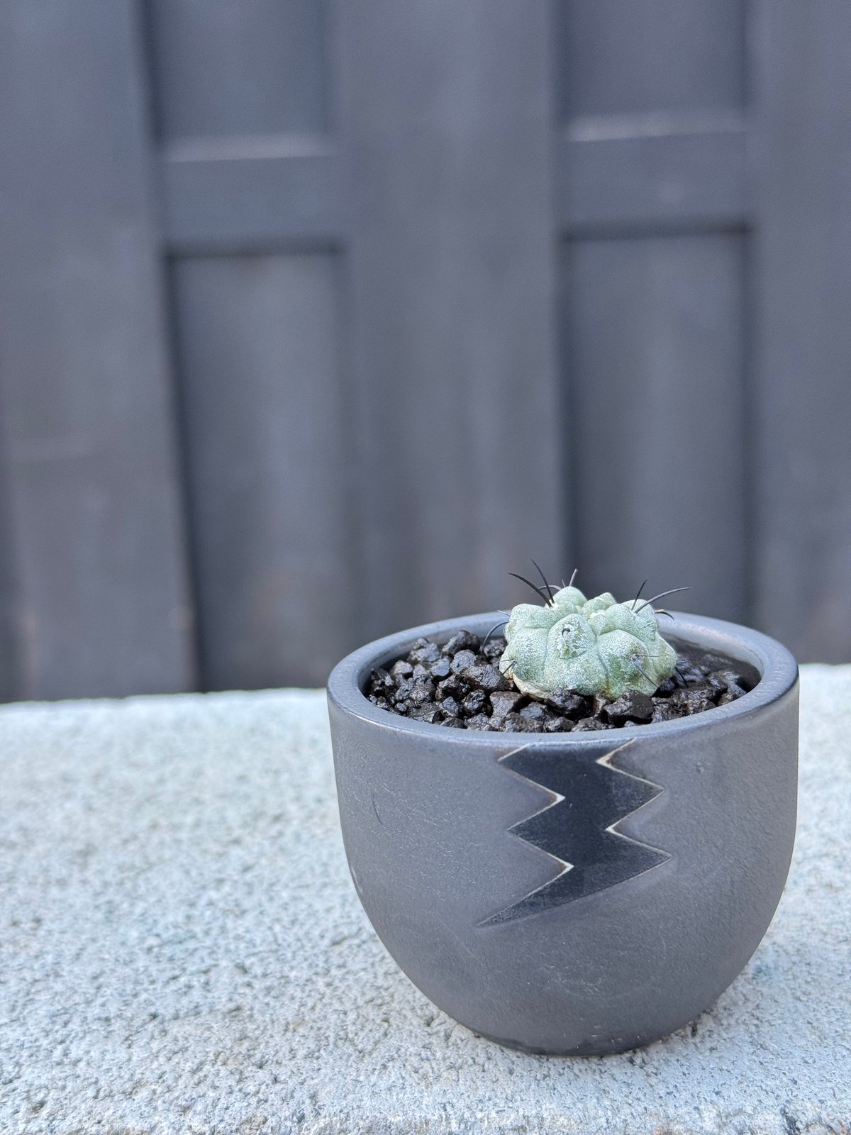 新着】Copiapoa dealbata × VALIEM BABY【俺の黒士冠】コピアポア