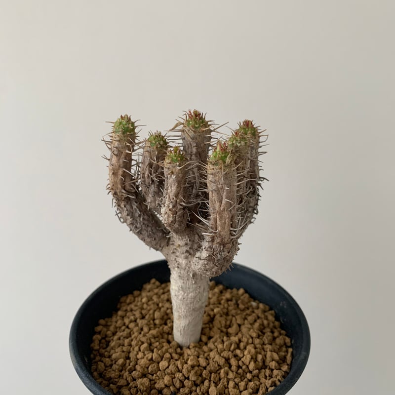 Euphorbia guillauminiana3(ユーフォルビア・ギラウミニアナ)【現地球・...