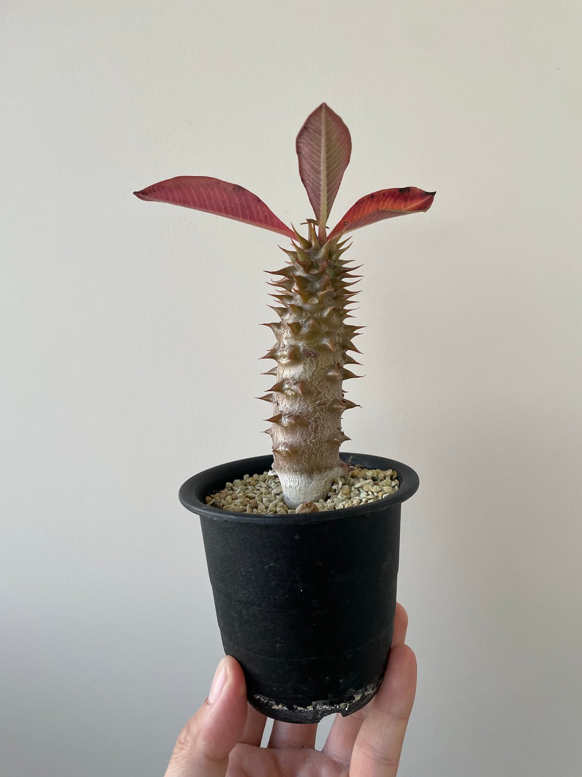 パキポディウムバロニー　国内実生 新着】Pachypodium baronii【選抜・国内実生】パキポディウム