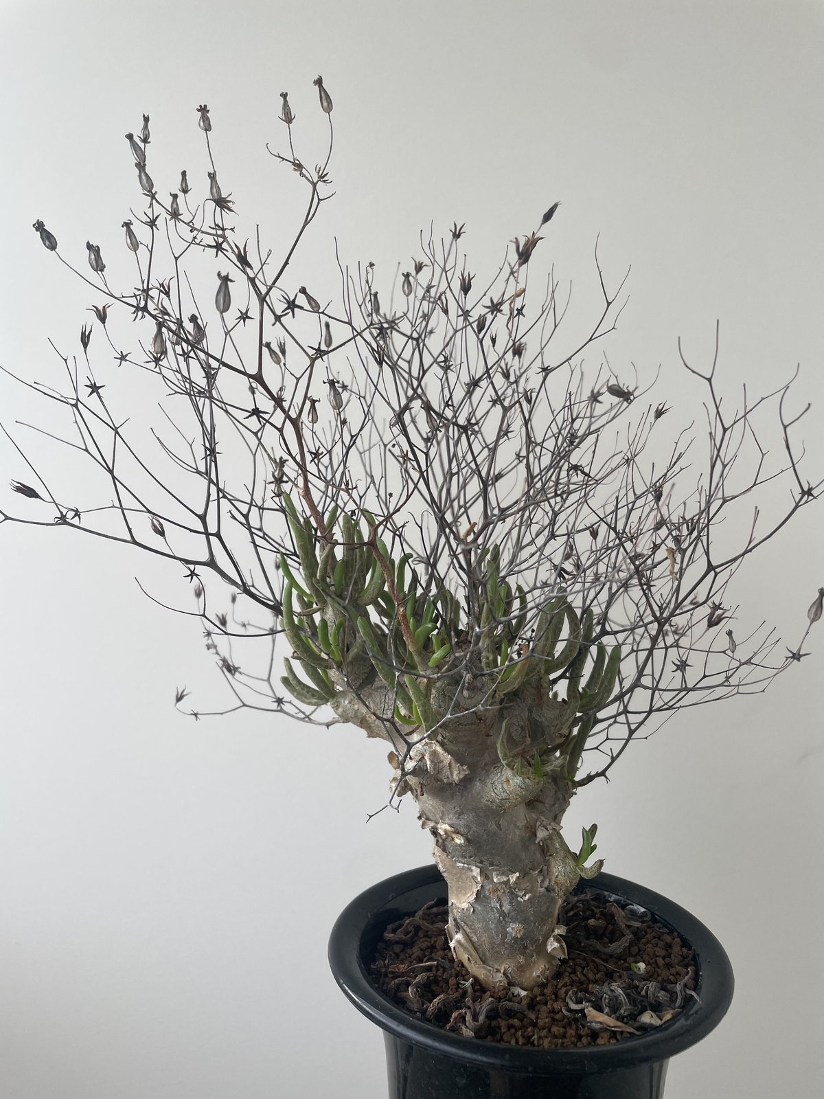 鮮度抜群 万物想 チレコドン レティキュラータス 挿し木 4 【公式通販】