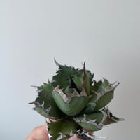 新着】agave 