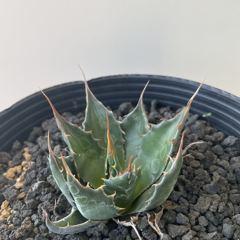 アガベ モンタナ 選抜 US株 大株 50cm 【公式通販】