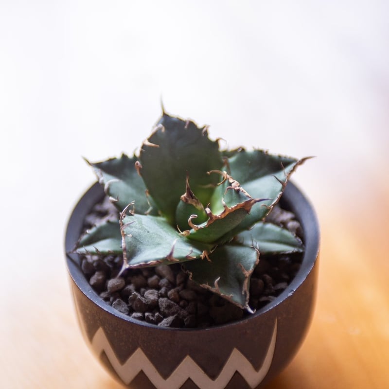 アガベ 海王 (valiemの鉢セット) 5鉢セット】valiem aobouzu 彩音 鉢｜Yahoo!フリマ（旧PayPay