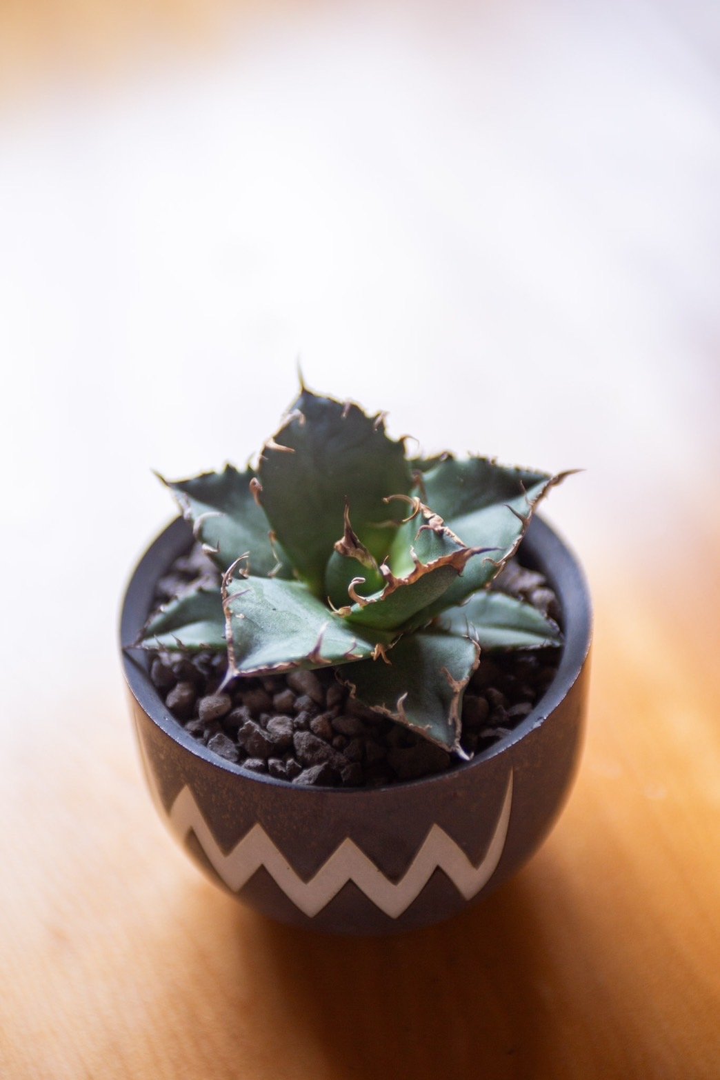 新着】Agave titanota 4 × VALIEM ACT3 青坊主別注Gray co