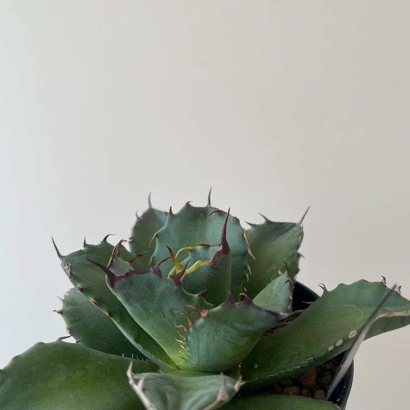 新着】Agave titanota fo076 CANCER【新潟産アガベ の最高峰】N P