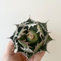 新着】Agave titanota【最高の国内TC苗】アガベ チタノタ 白鯨