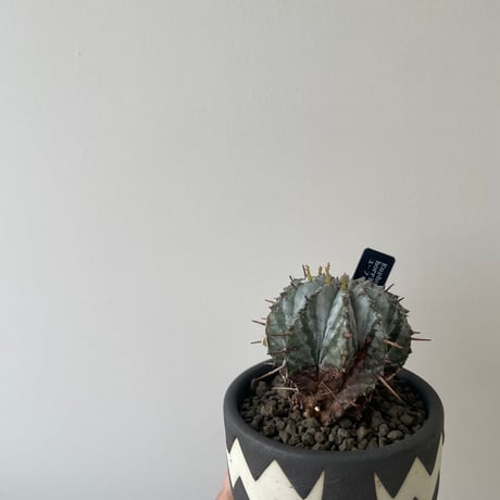 恩塚ランポー玉 | STORES