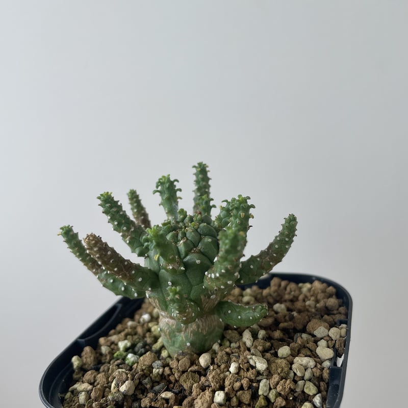 新着】Euphorbia gamkensis ユーフォルビア ガムケンシス【分岐ありの小さめ...