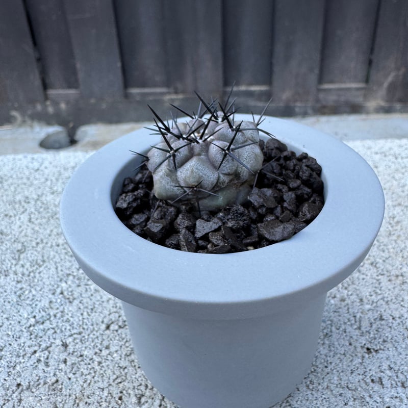 新着】Copiapoa cinerea × VALIEM GHOST【俺の黒王丸】コピアポア