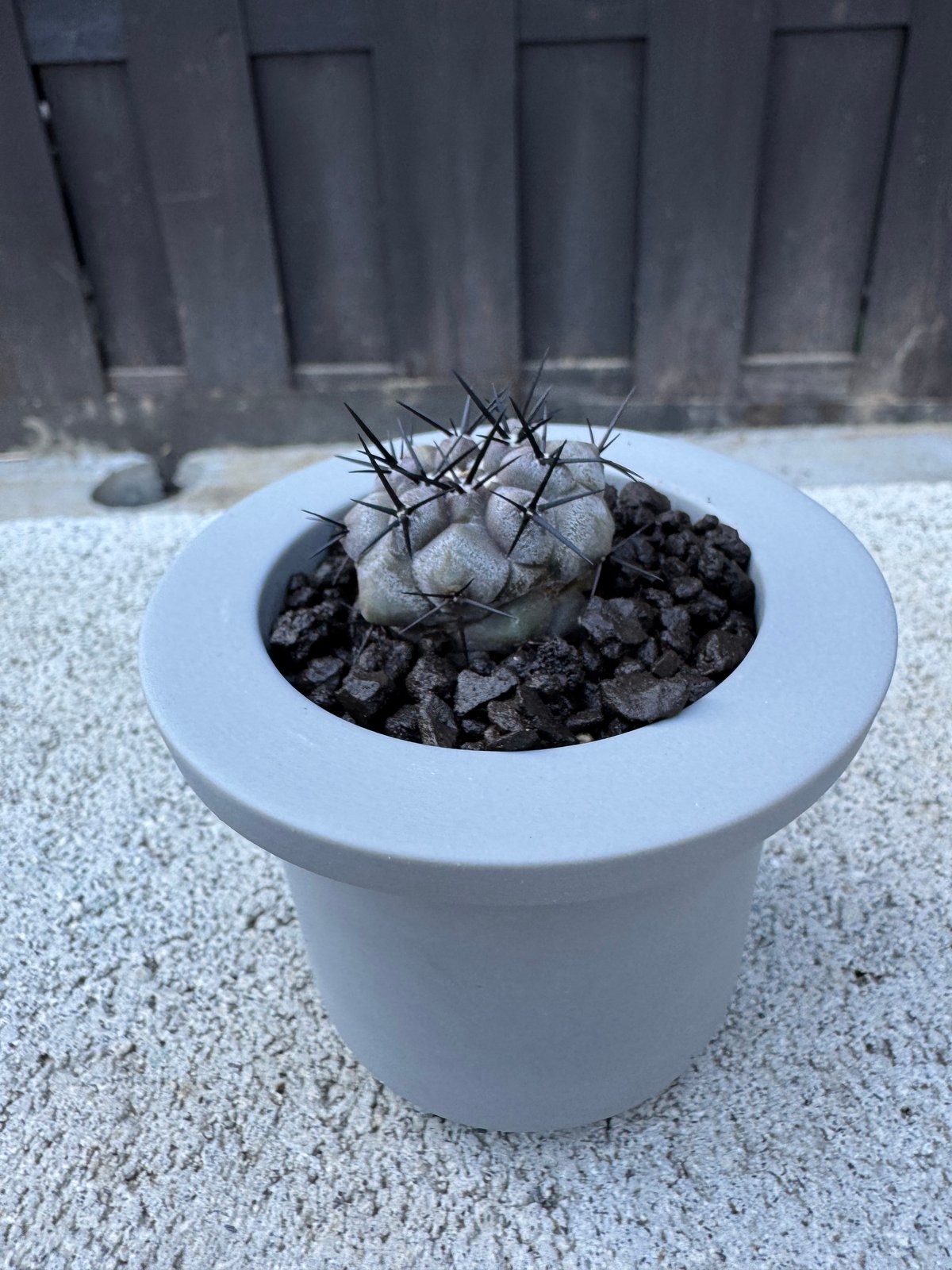 黒王丸　コピアポア　copiapoa cinerea VALIEM 鉢セット 新着】Copiapoa cinerea × VALIEM GHOST【俺の黒王丸】コピアポア