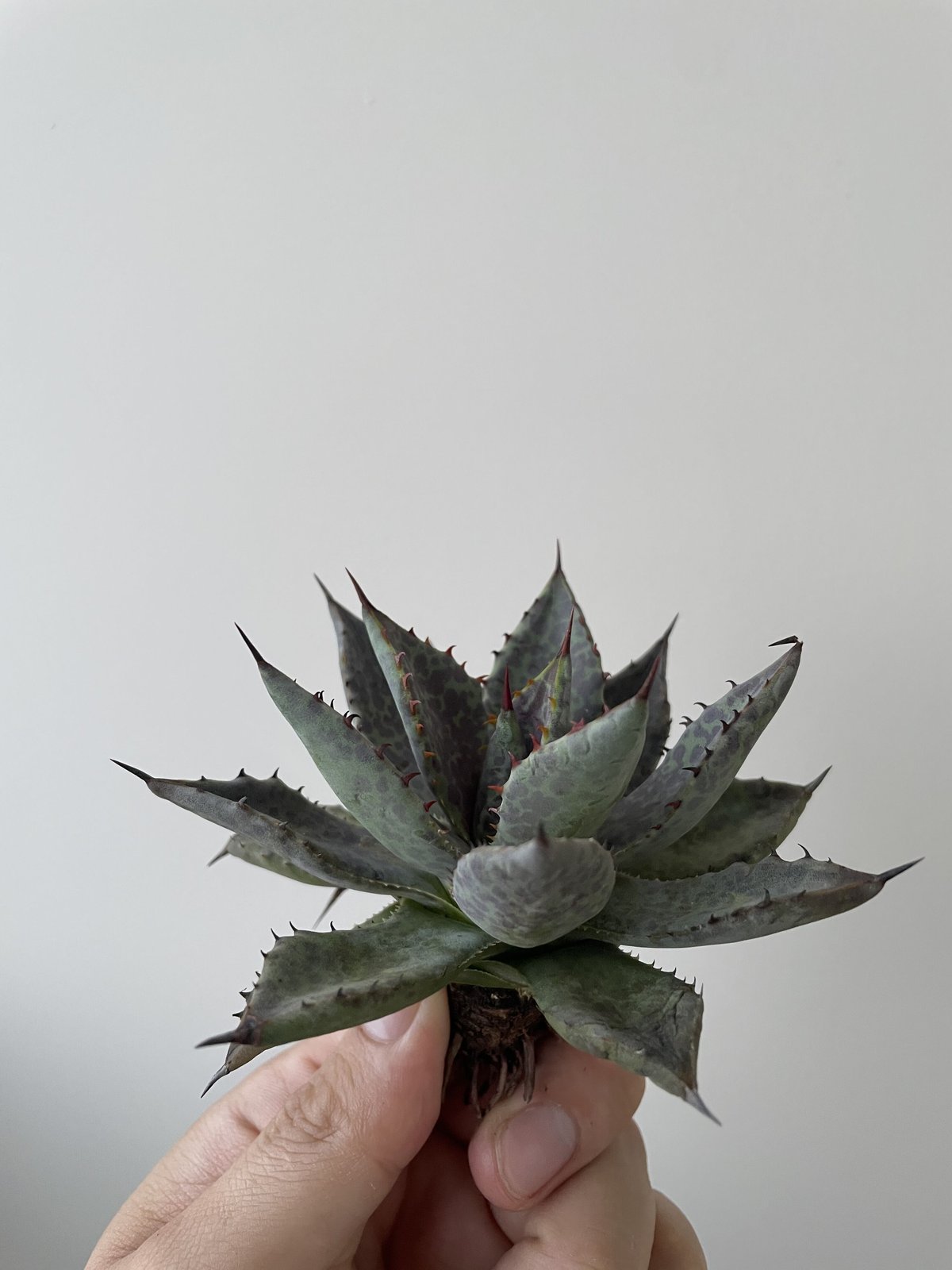 【新着】Agave potatorum × bloodspot Mangave【至高のハイブリ...