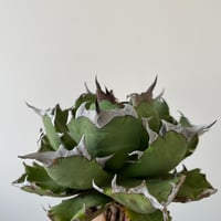 新着】agave 