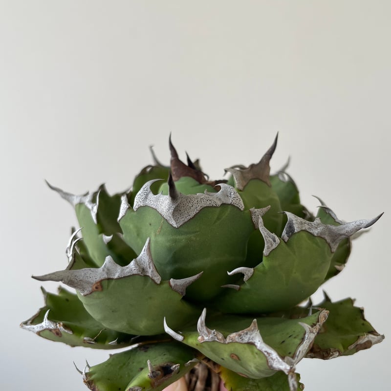 観葉植物）一点物 アガベ チタノタ 姫厳竜 台湾株（1鉢） 台湾産 姫