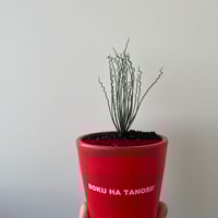 青坊主3周年記念グラ専鉢【VALIEM別注】 | 青坊主-aobouzu