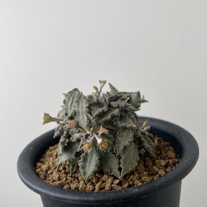 ユーフォルビア トゥレアレンシス 実生 コーデックス 塊根植物