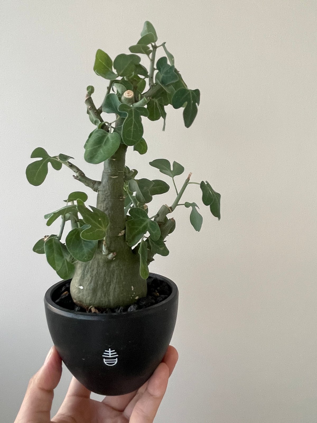 Adenia spinosa アデニア スピノーサ 手乗り 現地球 発根済み