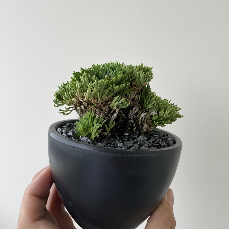 岩ヒバ 大き目 鉢ごと - 植物/観葉植物