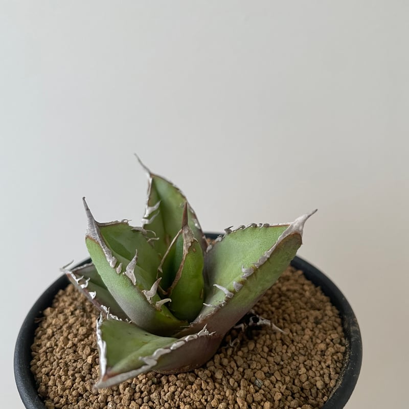 アガベ　チタノタ　実生　選抜 実生選抜株】アガベ・チタノタ「ブルー」 ”陽炎” 3号ポット | | アガベ