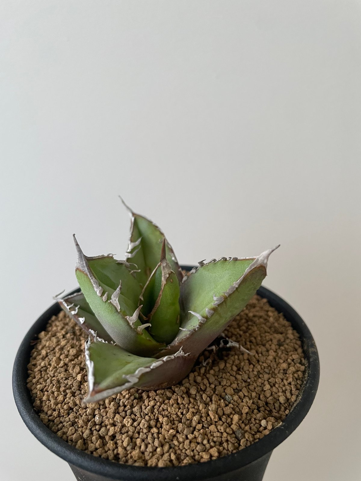 新着】Agave titanota【イカつすぎる選抜実生・タグ落ち株】 アガベ