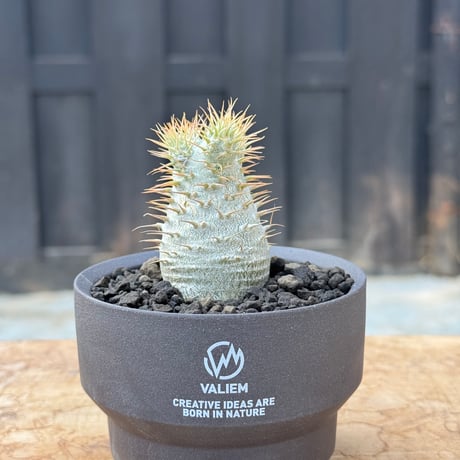 コピアポア | STORES