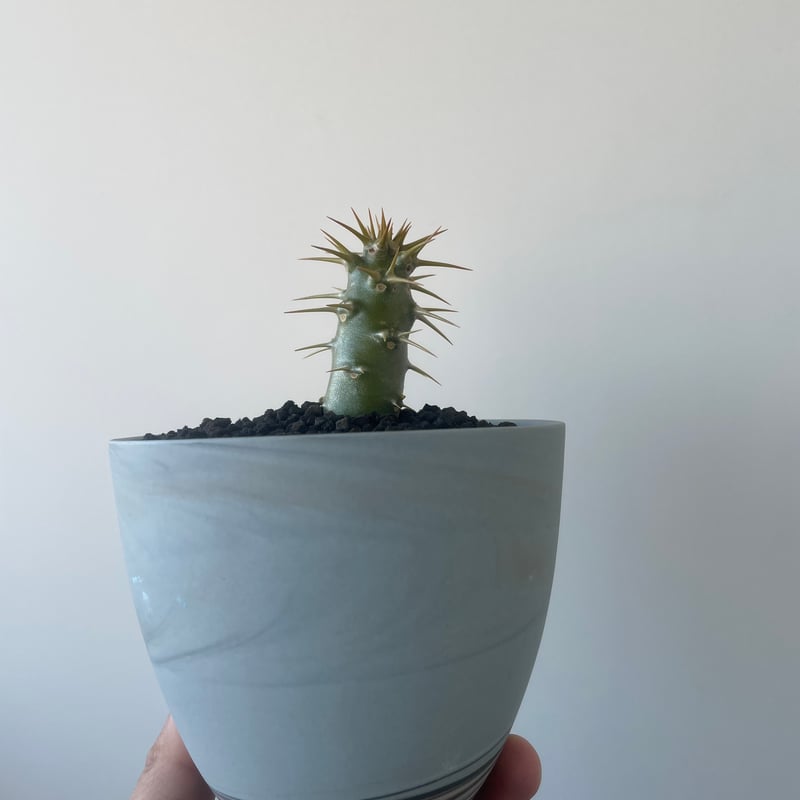 新着】Pachypodium ambongense × 北川和喜 陶器鉢【国内実生苗】パキポ
