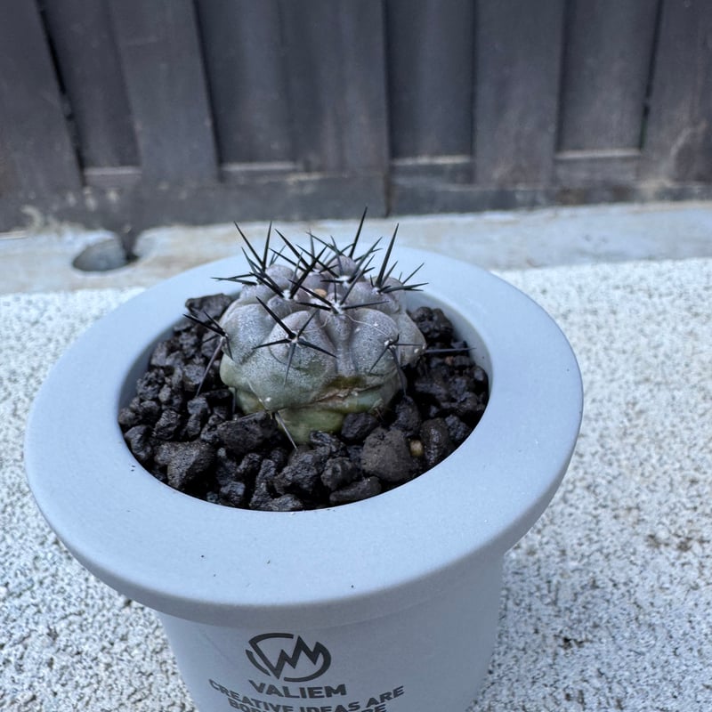 黒王丸　コピアポア　copiapoa cinerea VALIEM 鉢セット 新着】Copiapoa cinerea × VALIEM GHOST【俺の黒王丸】コピアポア