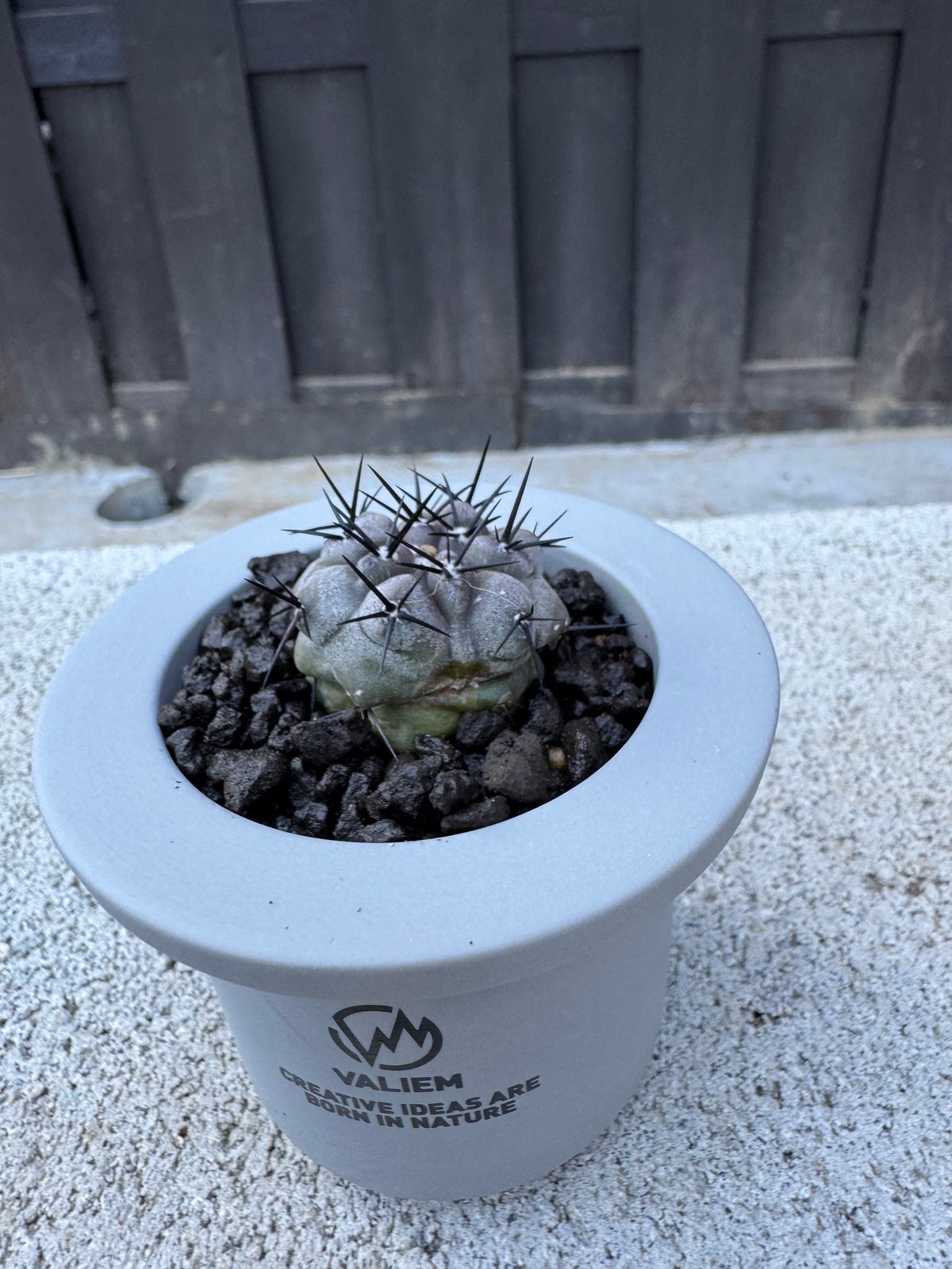 新着】Copiapoa cinerea × VALIEM GHOST【俺の黒王丸】コピアポア