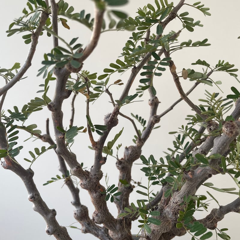 極上逸品】Senna meridionalis × VALIEM 青坊主別注モデル 2周年記 