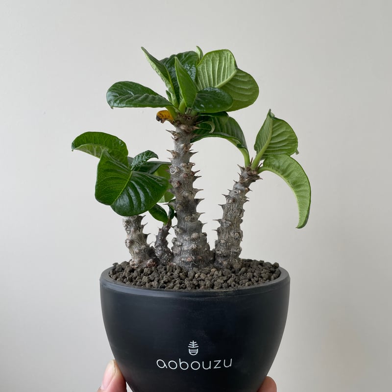 新着】Pachypodium windsorii【タイ実生発根済み】パキポディウム