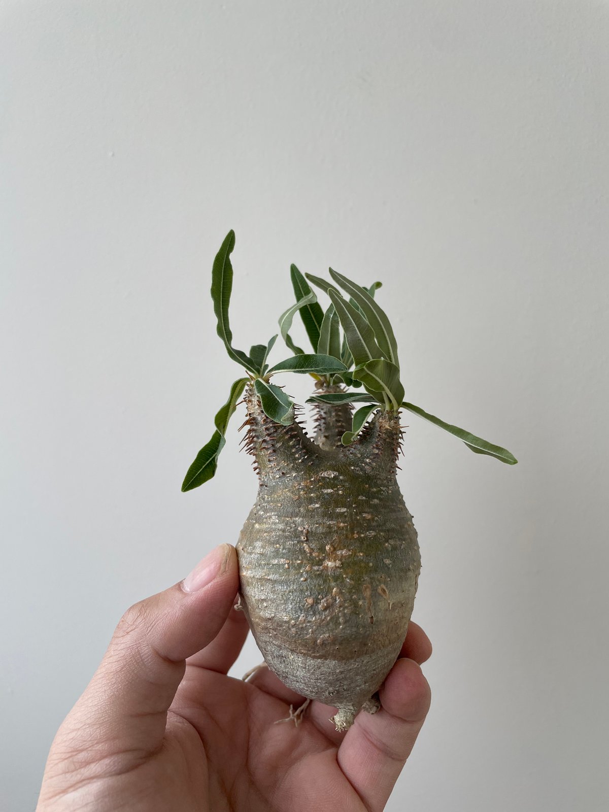 速達！！赤肌　グラキリス　ベアルート　状態良好 速達！！赤肌 グラキリス ベアルート 状態良好