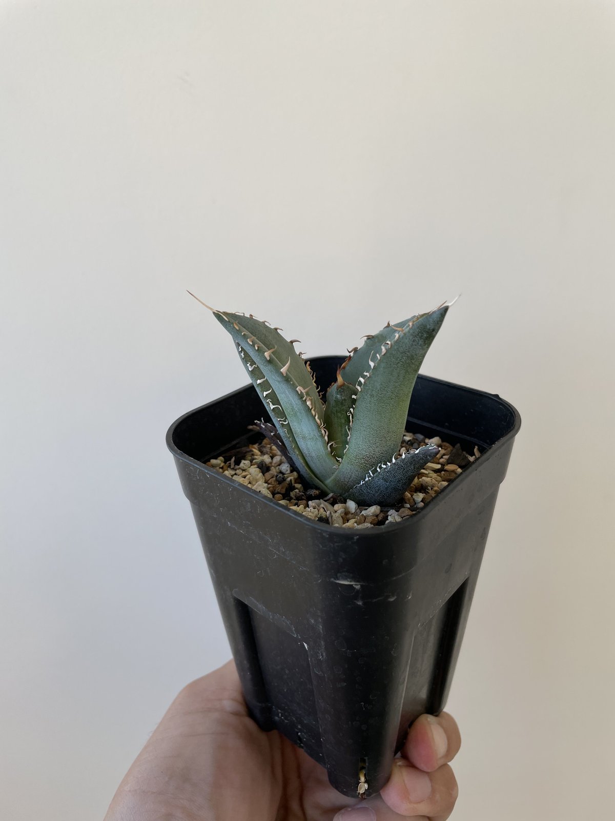 アガベオテロイ実生