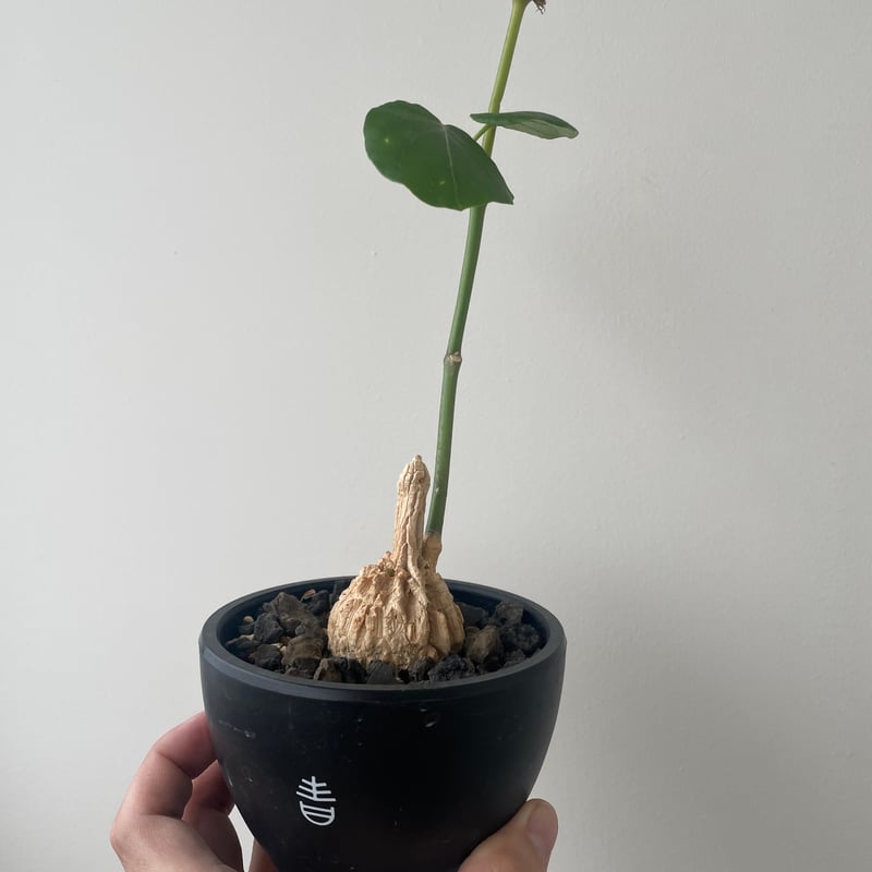 新着】Matelea cyclophylla【メキシコ原産レア塊根】マテレア