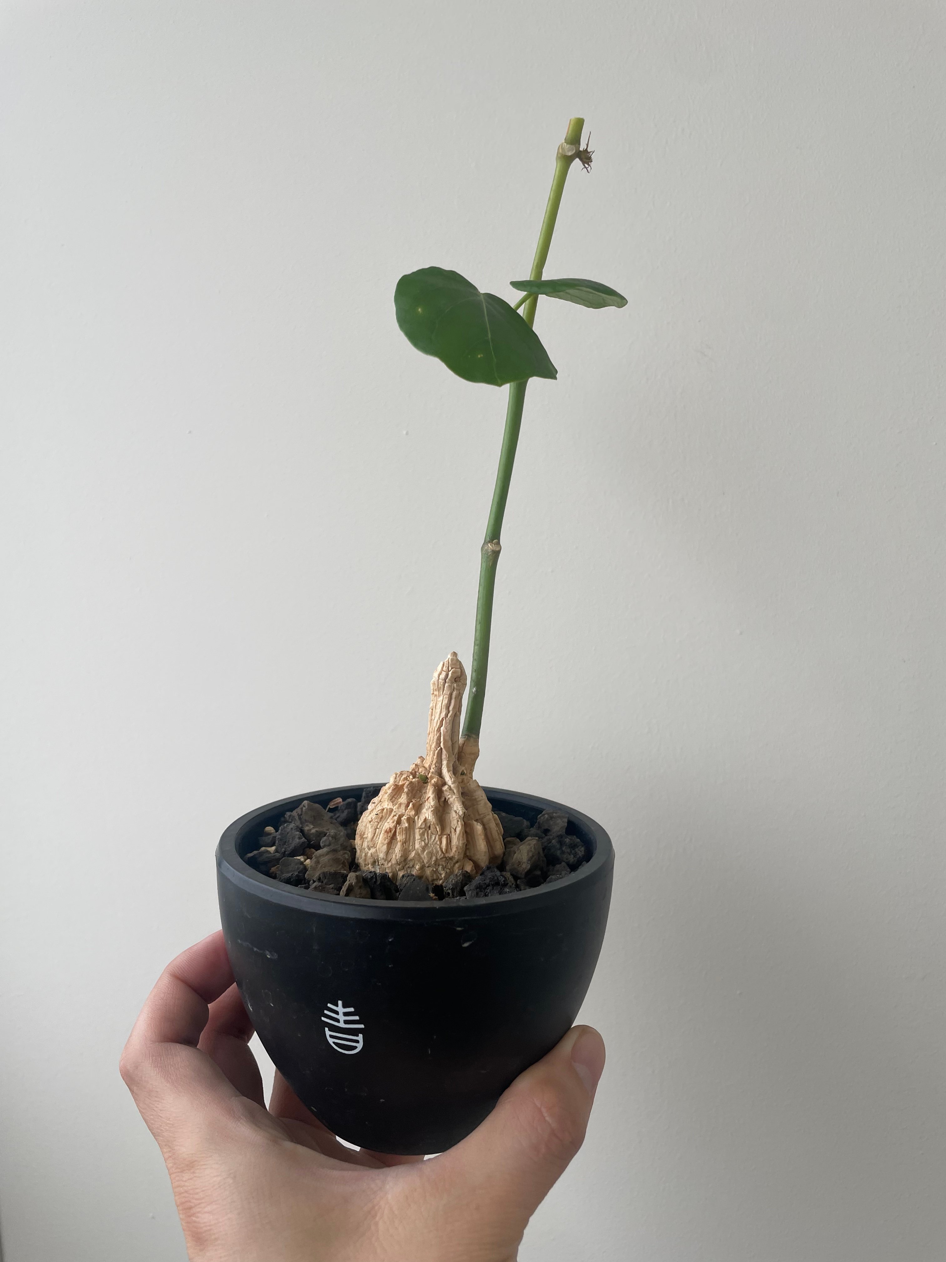 新着】Matelea cyclophylla【メキシコ原産レア塊根】マテレア