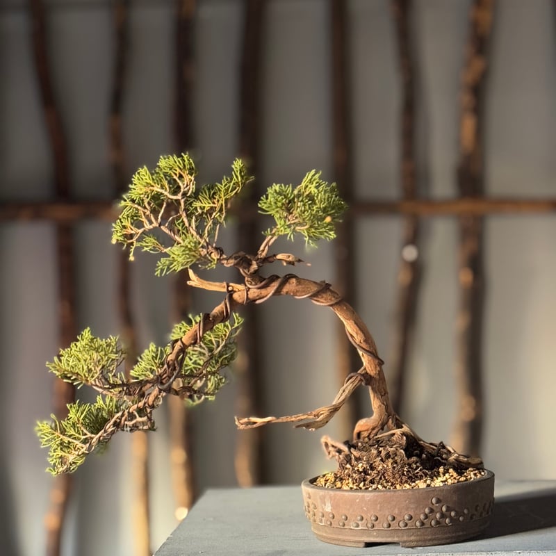 【大型　糸魚川真柏盆栽】　　　⭕生息地景観の美品❗ 大品 糸魚川真柏盆栽】 ⭕樹齢 200年超 明星山採取❗ 糸魚川真柏 約200