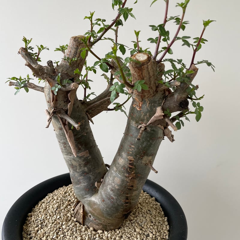 新着・極上逸品】Bursera fagaroides 【最高に極太の潅木】ブルセラ