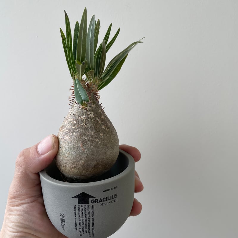 春の植え替え・発根チャレンジセット】グラキリスベアルート&グラ専鉢