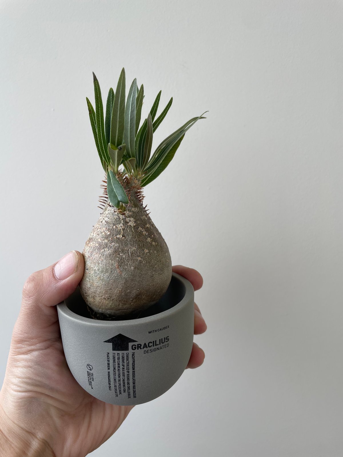 春の植え替え・発根チャレンジセット】グラキリスベアルート&グラ専鉢