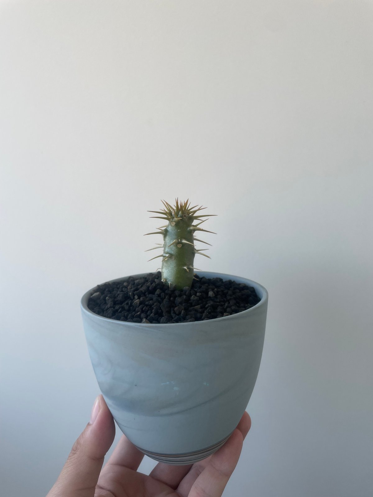 新着】Pachypodium ambongense × 北川和喜 陶器鉢【国内実生苗】パキポ 新着】Pachypodium ambongense × 北川和喜 陶器鉢【国内実生苗】パキポ