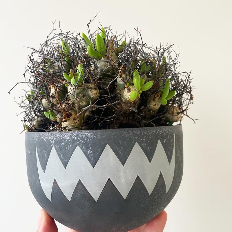 valiem ACT3 L size 【公式通販】