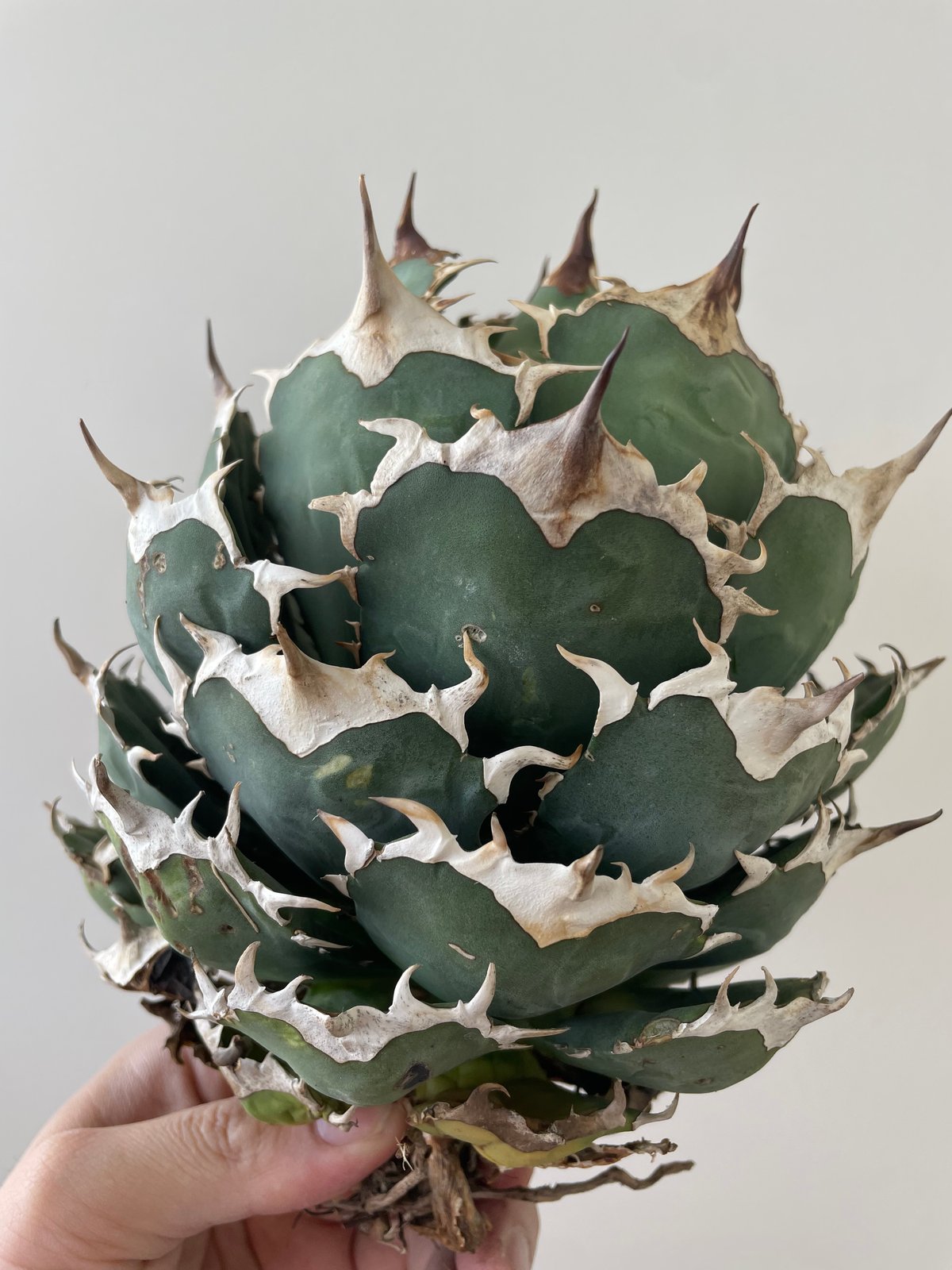 新着・極上逸品】Agave titanota No name【イタリアからの選抜・ボール