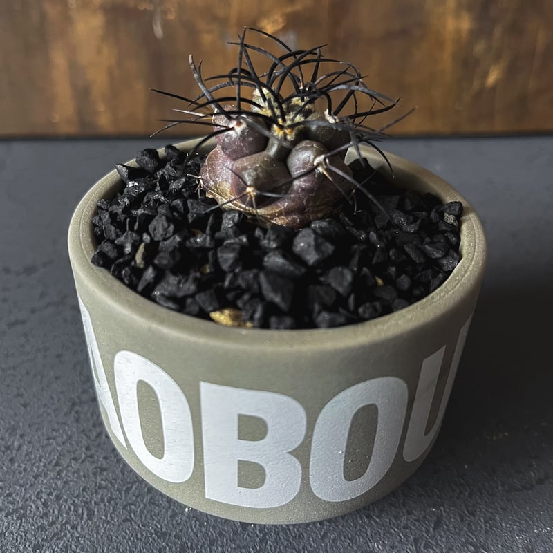 新着】Copiapoa griseoviolacea × VALIEM AOBOUZU NA...