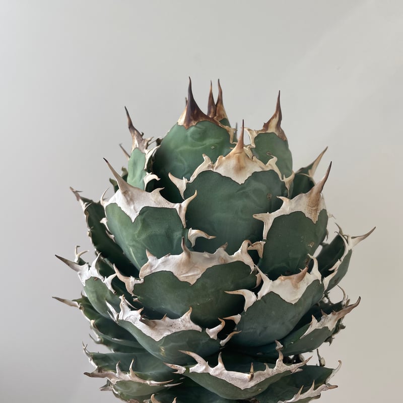 新着・極上逸品】Agave titanota No name【イタリアからの選抜