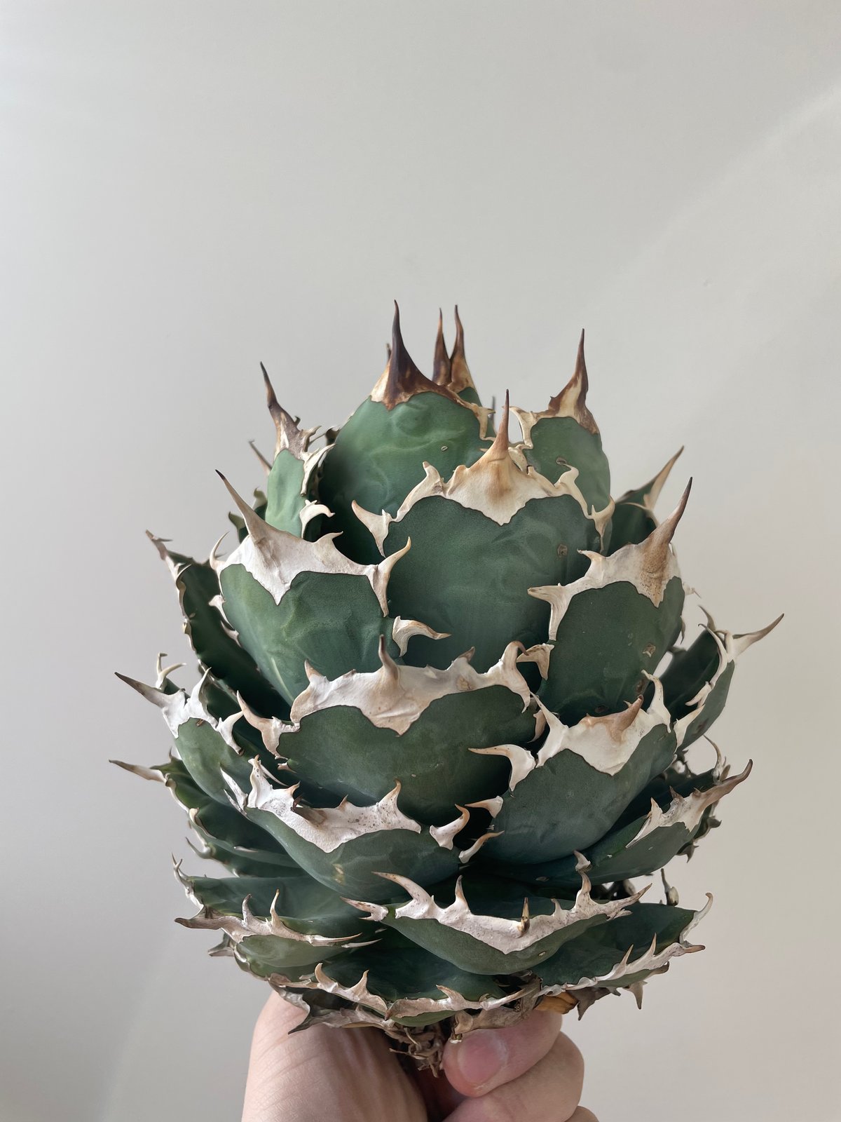 【超美株】アガベ　チタノタ　ボールタイプ agave titanota アガベ・チタノタ白鯨（ボールタイプ）中-064｜agave titanota