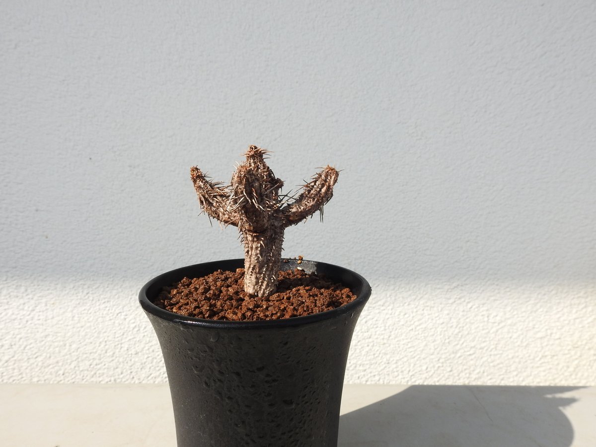 4点セット ギラウミニアナ現地株(発根済み) ベアルート 4点セット