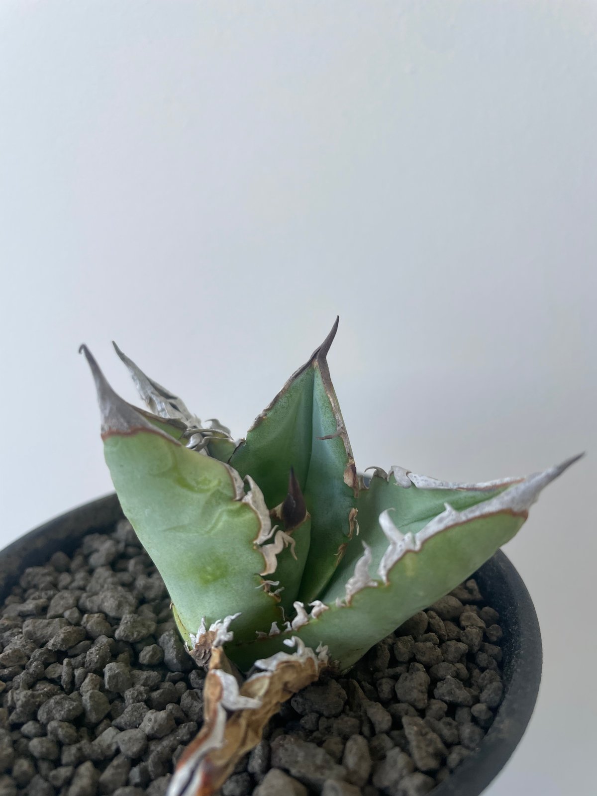 新着】Agave titanota【イカつすぎる選抜実生・タグ落ち株】 アガベ