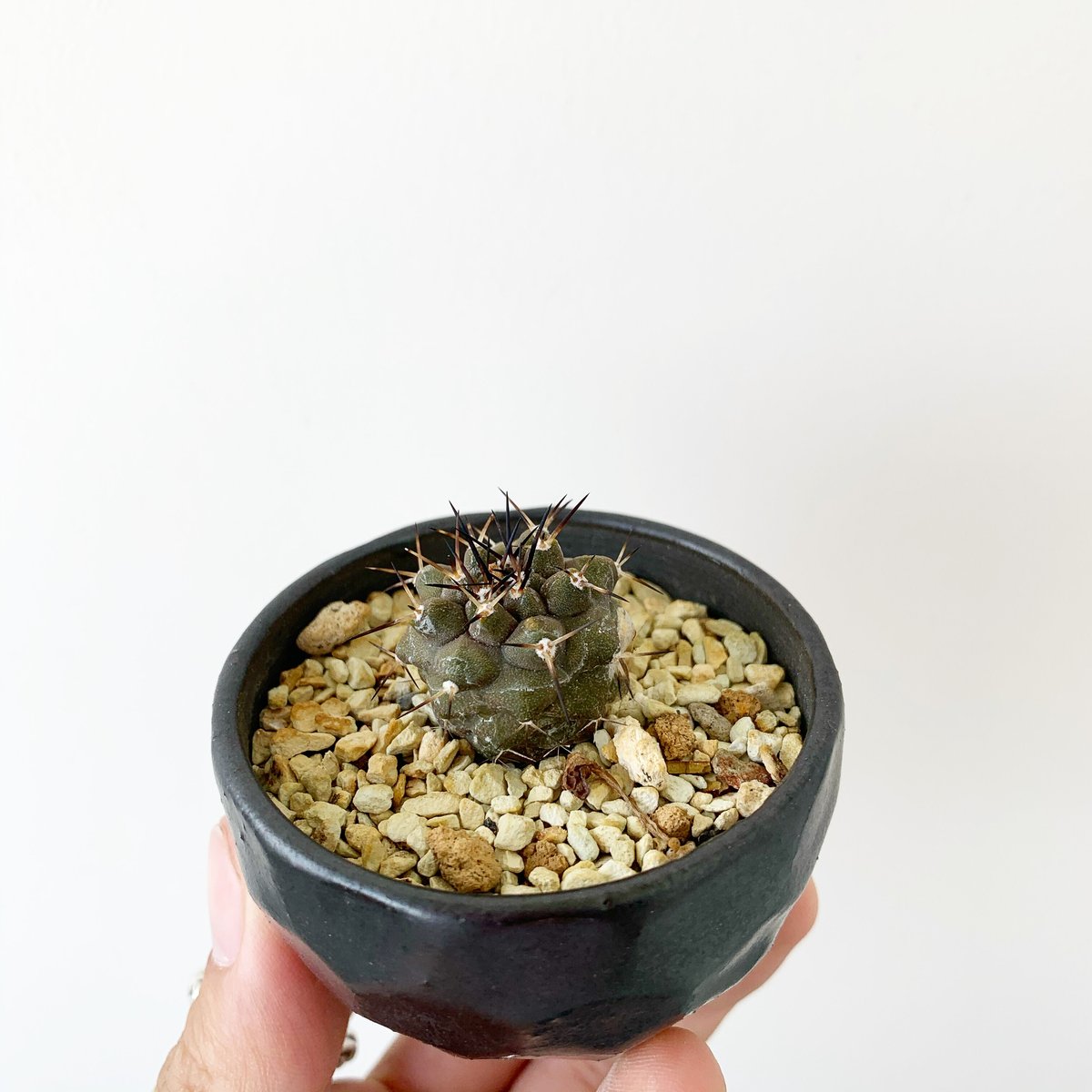 Copiapoa cinerea【黒王丸・選抜実生】コピアポア・シネレア × N/OH