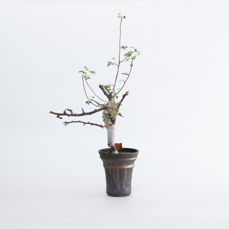 極上品】Commiphora kataf × deracine factory【店主コレクシ
